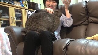 Gadis Jepang dan Kelinci Raksasa Flandre