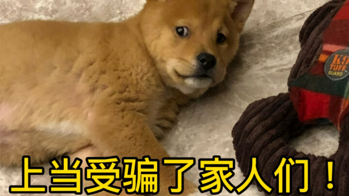 How I Got a Muscular Kangaroo—Oops, I Mean a Chinese Village Dog