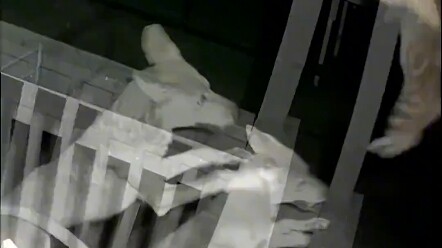 คนยังถึงกับสะดุ้งตกใจ แล้วจะมีแมวตัวไหนกล้าหาญและห้าวขนาดนี้ได้บ้าง?