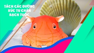 Trọng Nguyên | Tách các đường xúc tu chân bạch tuộc