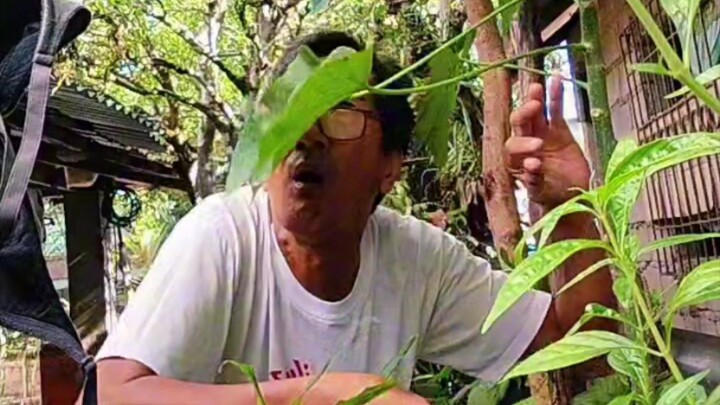 May kahabaan