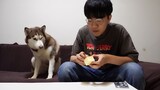 [Động vật]Khi bạn nhét thuốc vào đồ ăn của husky trước mặt nó