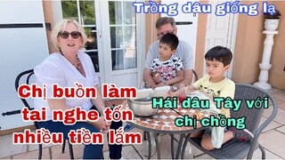 Thu hoạch dâu Tây/trồng dâu giống lạ/chị chồng buồn tốn nhiều tiền cho hai tai/ Cuộc sống pháp