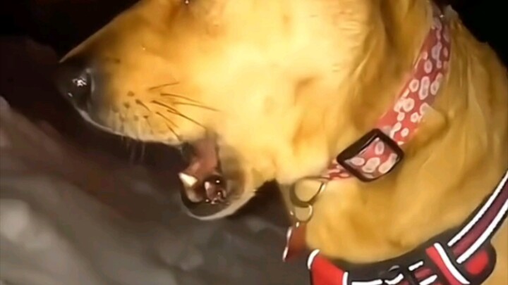 Anjing di hari bersalju