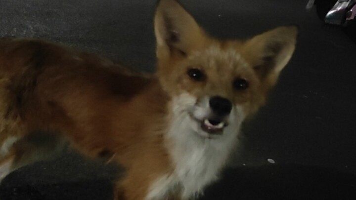 Đây là cái hội riêng của Đại học Vũ Hán nhỉ — Tôi đang cho cáo ăn dưới sân ký túc xá