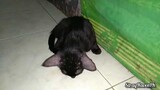 Someone abandoned this tiny kitten somewhere, new adopted kitten of Mama Dark