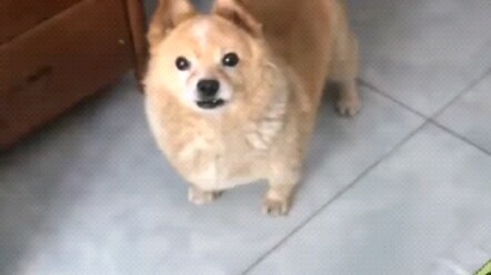 This video is in memory of my puppy.