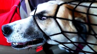 สัตว์ตลกๆ - แมว / สุนัขตลก - วิดีโอสัตว์ตลก 114