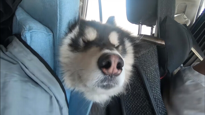 Travel with my dog Bange