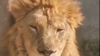 No wonder Wang Hedi's portrayal of the domineering CEO isn't cheesy—his mentor turned out to be a li