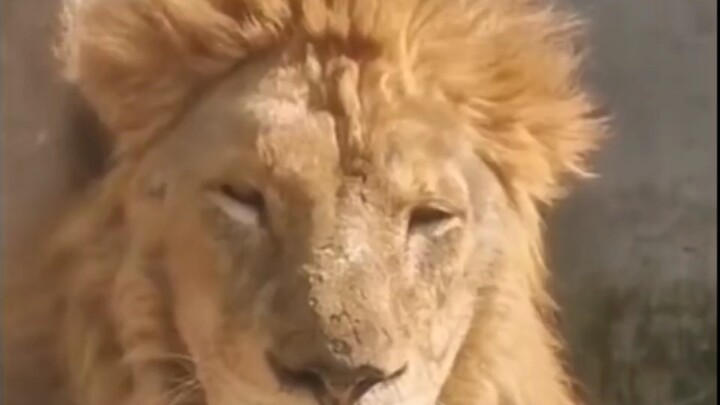 No wonder Wang Hedi's portrayal of the domineering CEO isn't cheesy—his mentor turned out to be a li