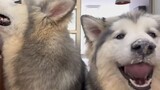 Anjing border collie yang dijemput di Alaska membawa mereka ke dapur. . . Pelatih anjing melepaskan 