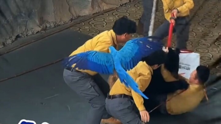 The Rift Between Black Bears and Their Keeper Triggered by Carrots