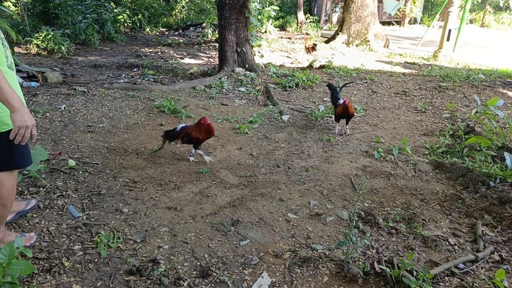 Sunday spar a en a gf lacy rh "pass your papers"