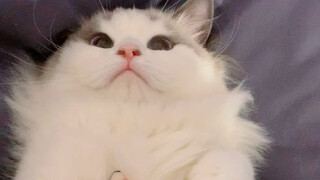 A Female Cat In Heat