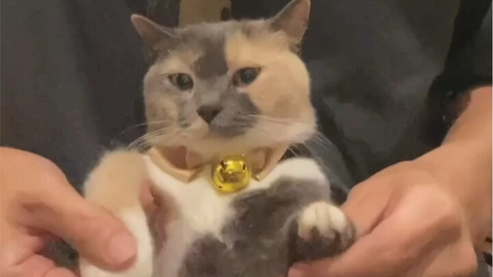 HyunA PingPong! Aku pasti kucing kecil yang pertama kali nge-dance cover-nya!