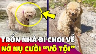 Bé Poodle 'TRỐN NHÀ' đi chơi bị mẹ bắt liền dở 'NỤ CƯỜI VÔ TỘI' 😂 Gâu Đần