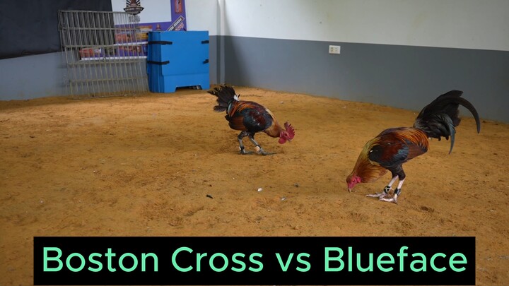 02 boston cross vs Blueface | Kaizen Farm