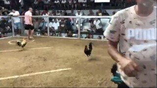 first fight 2 hits