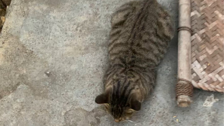 The kitty worm is here! Slinking and wriggling~ I’m a cat‑petting machine with no emotions.