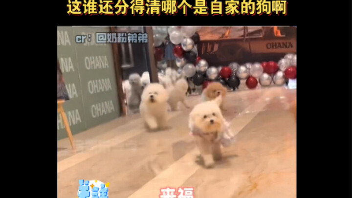 The dogs are out of school—now who can tell which one is their own?