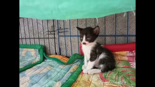 Three New Kittens Are Doing Fine I Hope They Will Stay Healthy