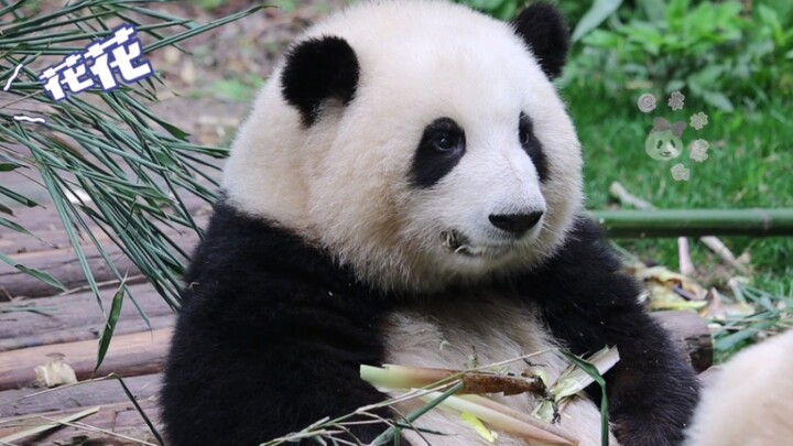 【Giant Panda Hua Hua】So obedient—she went right back as soon as Grandpa Tan called. Of course Hua Hu