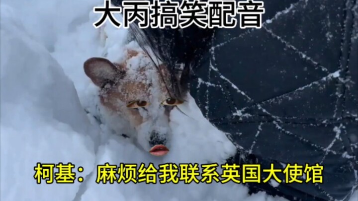 Corgi: Please help me contact the British Embassy.