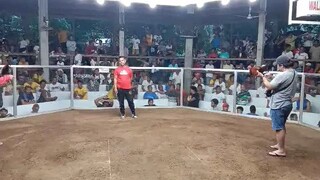 1st fight win Gallera D panabo Big event 55k pot money