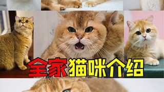 12只猫咪全集合，请各位铲屎官涨眼!