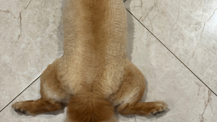 Should You Shave Your Dog in Summer? —> Real-World Experience Is the Best Teacher