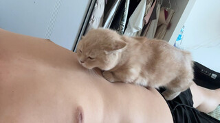 The Most Annoying Cat