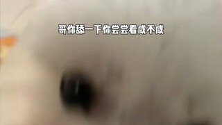 Cobalah menjilat sekali saja, aku mohon padamu!