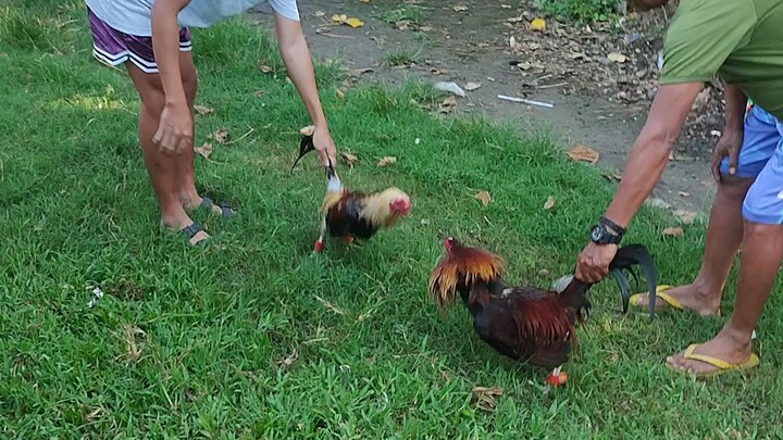 lemon sweater 2x win vs grey