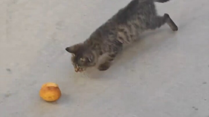 So it turns out kittens love cake too!