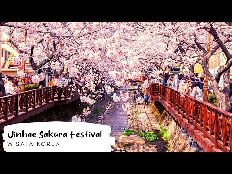 Jinhae Cherry Blossom Festival | Wisata Korea 2022