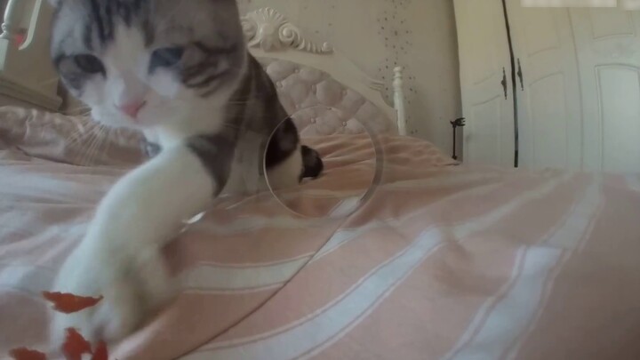 Tom dan Jerry tidak akan menipuku! Kucing benar-benar terbuat dari air!