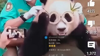 外网热议中国熊猫蠢萌粘人瞬间，800万人浏览，网友：它们是怎么生存下来的？