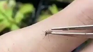 蚊子！让你吸我血！