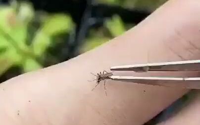蚊子！让你吸我血！