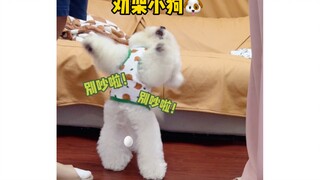 Chú cún nhỏ đáng yêu đến mức nào khi bố mẹ cãi nhau?