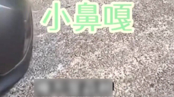 Ternyata kucing bisa menggunakan strategi kucing cantik dari tiga puluh enam strategi