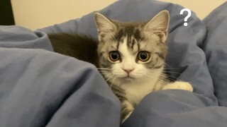 How come this kitten, who looks like a human, has eyebrows?