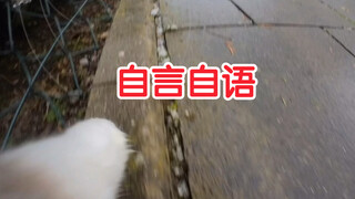 小猫咪的叫声居然有这么多种？萌哭了！