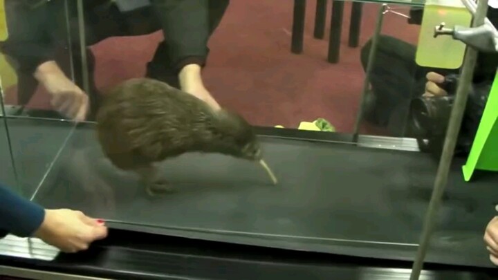 Đây có phải là một loài chim không, hay là loài chim không cánh trong truyền thuyết?