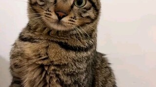 funny cat