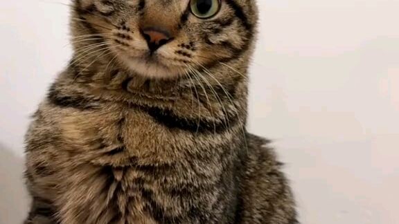 funny cat