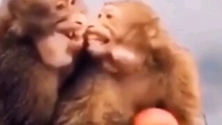 سكن الطلاب الذكور