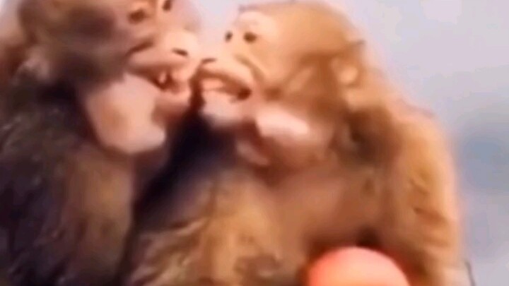 سكن الطلاب الذكور