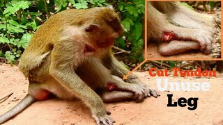 UPDATE MONKEY INJURY CUT TENDON, MONKEY UNUSE HER LEG, VERY PITY MONKEY HURTS WOUND